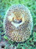 hedgehog1