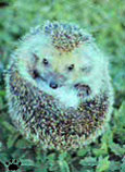 hedgehog2